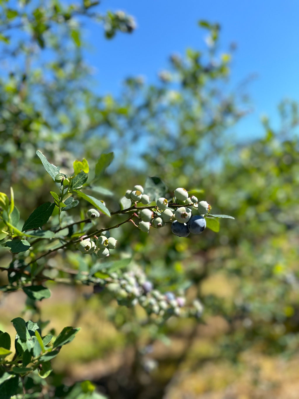 Handcrafted Blueberry Cherry Jam