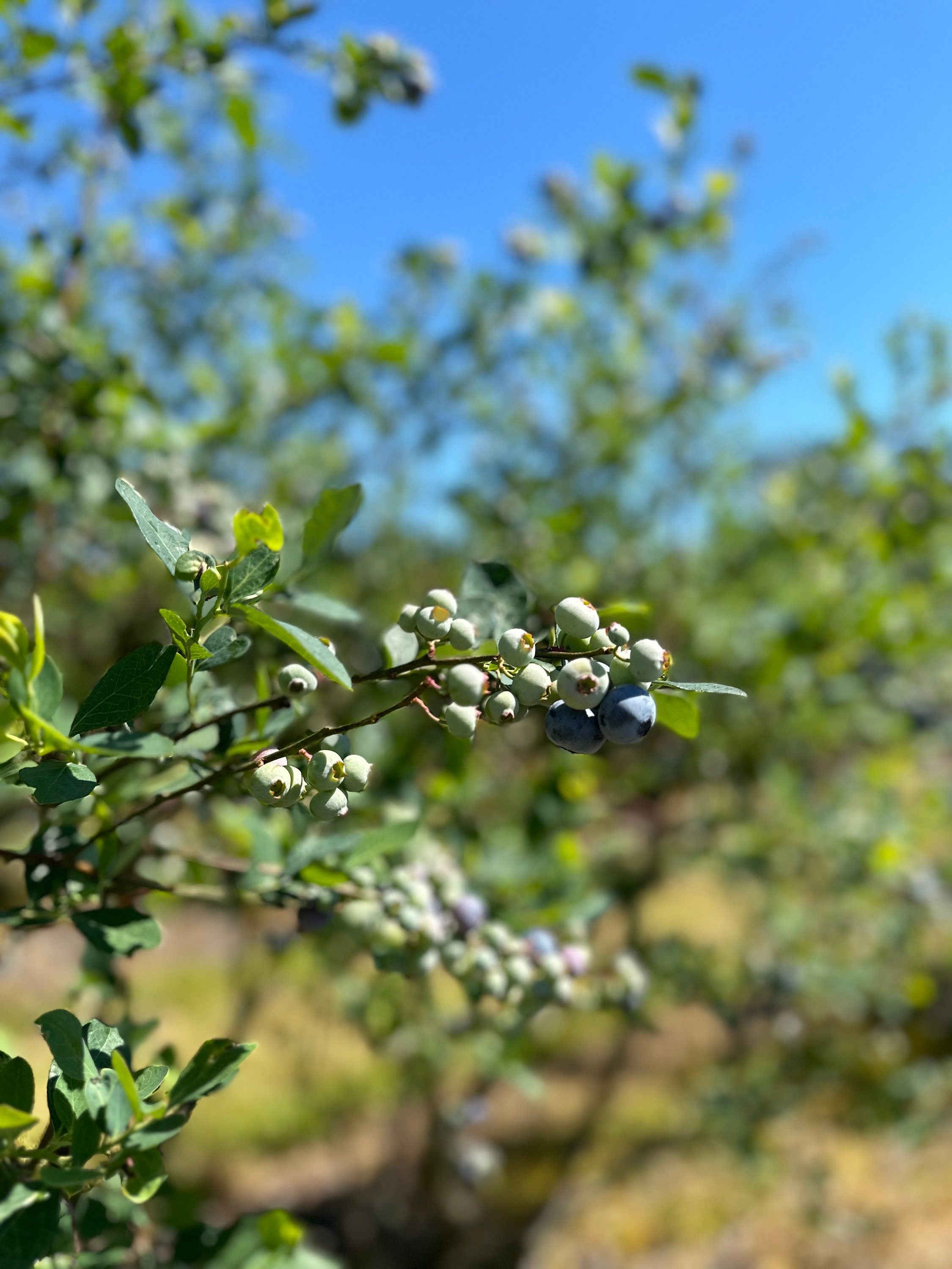 Handcrafted Blueberry Cherry Jam