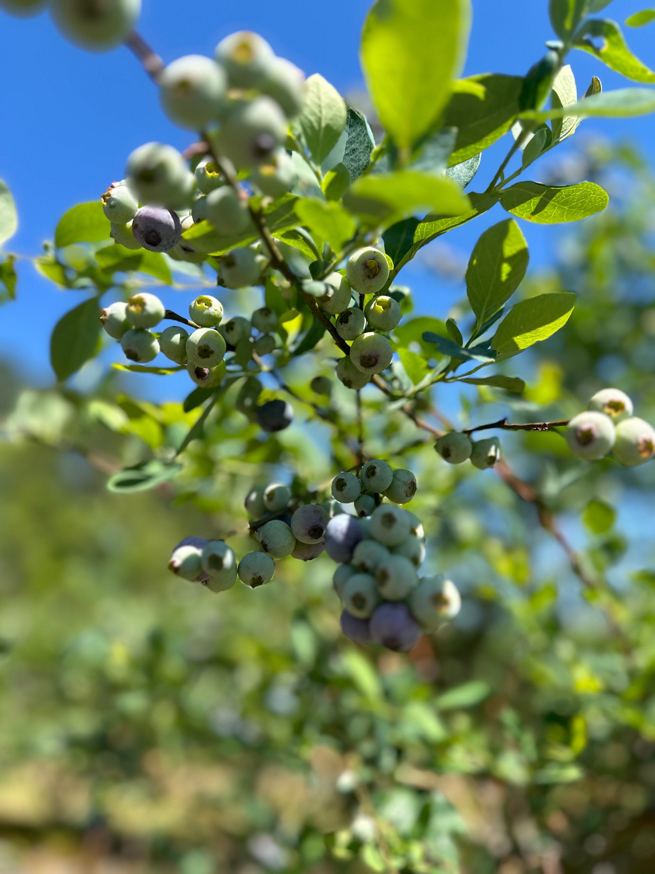 Handcrafted Blueberry Cherry Jam